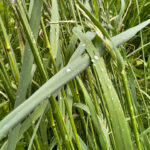 Fotografieren und Filmen bei Regen mit Kamera und Smartphone #smartphonephotography Fotografieren und Filmen mit dem Smartphone: Bessere Fotos und Videos mit dem Handy für Freizeit, Hobby und Business