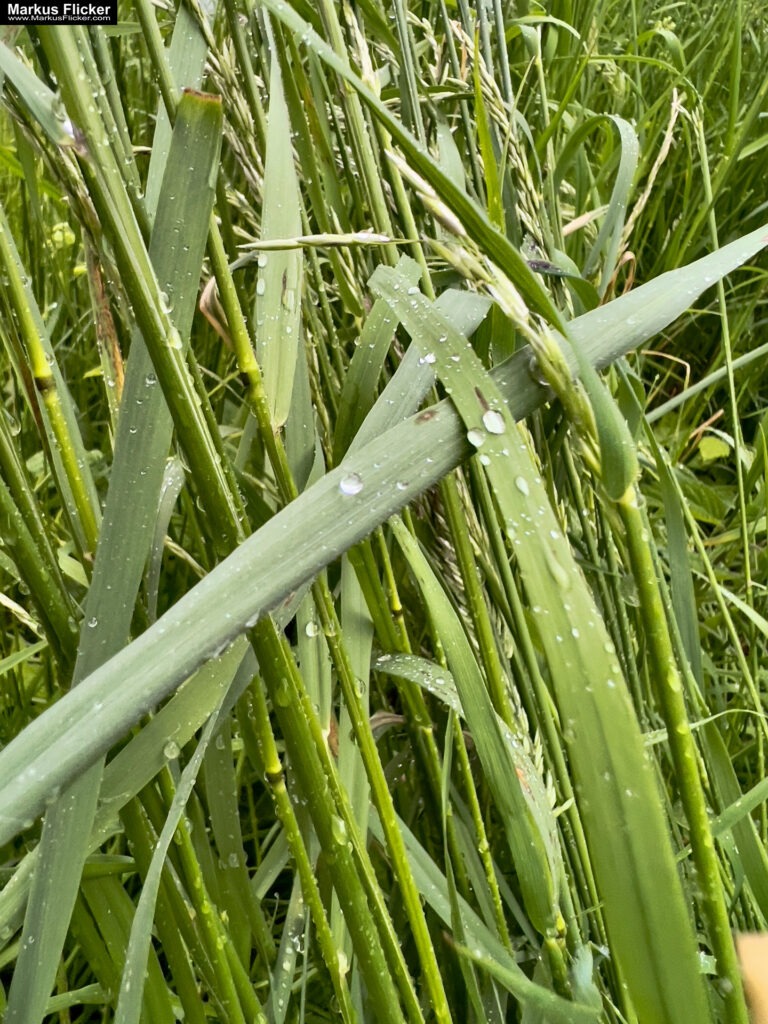 Fotografieren und Filmen bei Regen mit Kamera und Smartphone #smartphonephotography Fotografieren und Filmen mit dem Smartphone: Bessere Fotos und Videos mit dem Handy für Freizeit, Hobby und Business