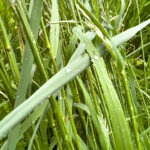 Fotografieren und Filmen bei Regen mit Kamera und Smartphone #smartphonephotography Fotografieren und Filmen mit dem Smartphone: Bessere Fotos und Videos mit dem Handy für Freizeit, Hobby und Business