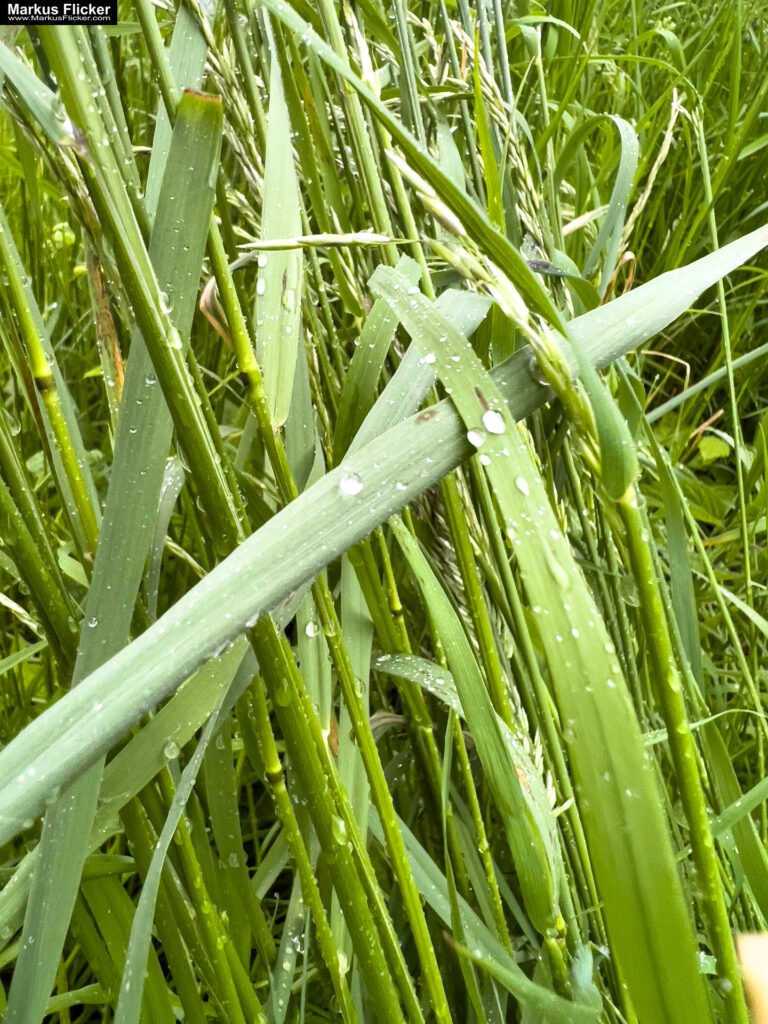 Fotografieren und Filmen bei Regen mit Kamera und Smartphone #smartphonephotography Fotografieren und Filmen mit dem Smartphone: Bessere Fotos und Videos mit dem Handy für Freizeit, Hobby und Business