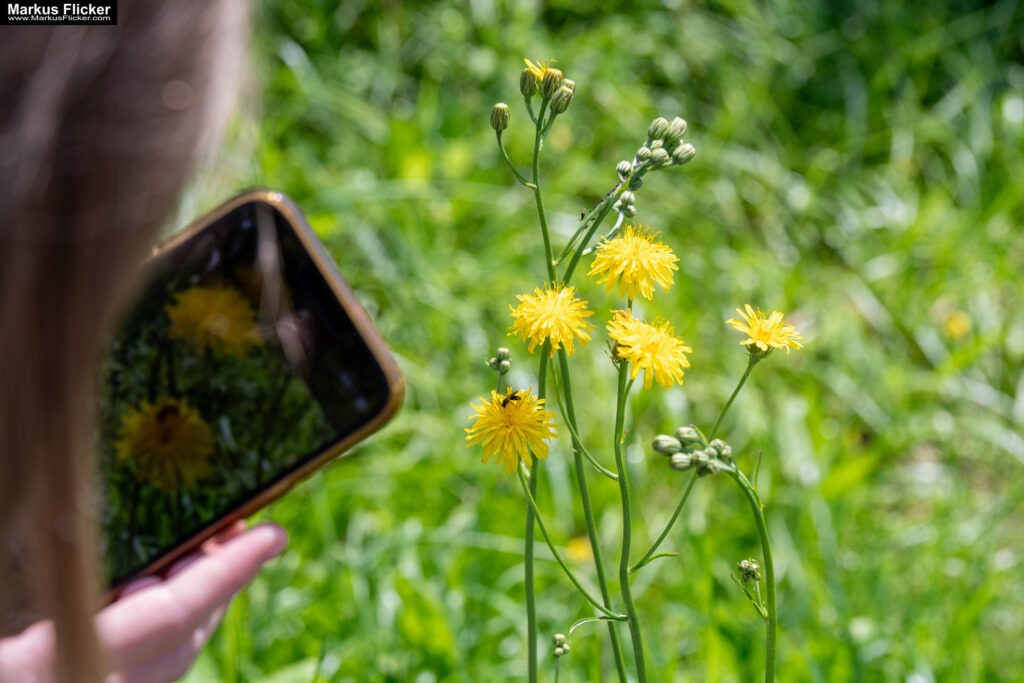 Fotografieren und Filmen mit Kindern und Jugendlichen mit dem Handy. Spielerisch die Natur erkunden und kreativ gestalten mit dem Smartphone.