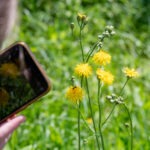 Fotografieren und Filmen mit Kindern und Jugendlichen mit dem Handy. Spielerisch die Natur erkunden und kreativ gestalten mit dem Smartphone.