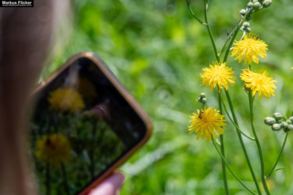 Fotografieren und Filmen mit Kindern und Jugendlichen mit dem Handy. Spielerisch die Natur erkunden und kreativ gestalten mit dem Smartphone.