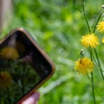 Fotografieren und Filmen mit Kindern und Jugendlichen mit dem Handy. Spielerisch die Natur erkunden und kreativ gestalten mit dem Smartphone.