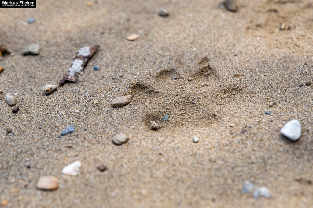 Fotografieren und Filmen mit Kindern und Jugendlichen mit dem Handy. Spielerisch die Natur erkunden und kreativ gestalten mit dem Smartphone.