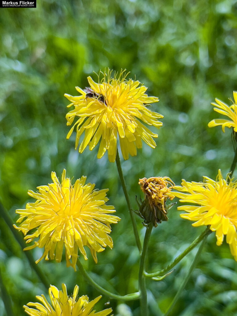 Fotografieren und Filmen mit Kindern und Jugendlichen mit dem Handy. Spielerisch die Natur erkunden und kreativ gestalten mit dem Smartphone.
