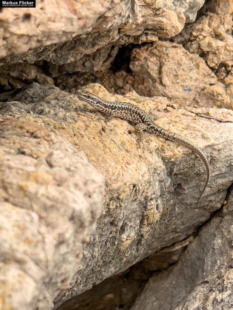 Lovran Ufer Küste Primorje-Gorski kotar Lorbeer Istrien Kroatien Adria #visitcroatia #visitlovran Lovran Ufer Küste Primorje-Gorski kotar Lorbeer Istrien Kroatien Adria #visitcroatia #visitlovran