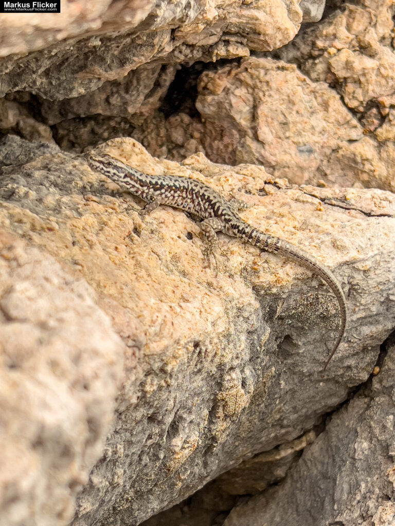 Lovran Ufer Küste Primorje-Gorski kotar Lorbeer Istrien Kroatien Adria #visitcroatia #visitlovran Lovran Ufer Küste Primorje-Gorski kotar Lorbeer Istrien Kroatien Adria #visitcroatia #visitlovran