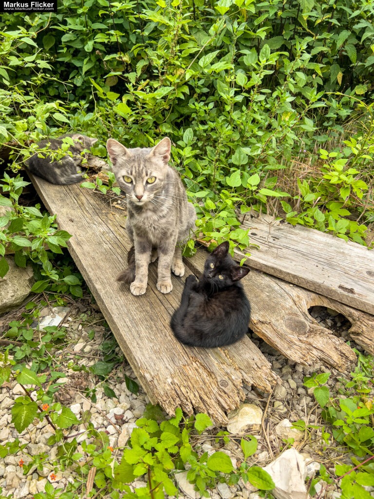 Gračišće Gallignana Kroatien Istrien Roadtrip in Europa. Reisen mit dem Auto innerhalb der EU. Citytrips, Camping, Landschaft, Rundfahrt mit dem PKW, romantische Städte und Urlaubsinspiration Gračišće Gallignana Kroatien Istrien