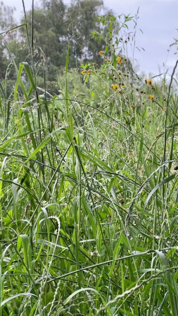 Fotografieren und Filmen bei Regen mit Kamera und Smartphone #smartphonephotography Fotografieren und Filmen mit dem Smartphone: Bessere Fotos und Videos mit dem Handy für Freizeit, Hobby und Business