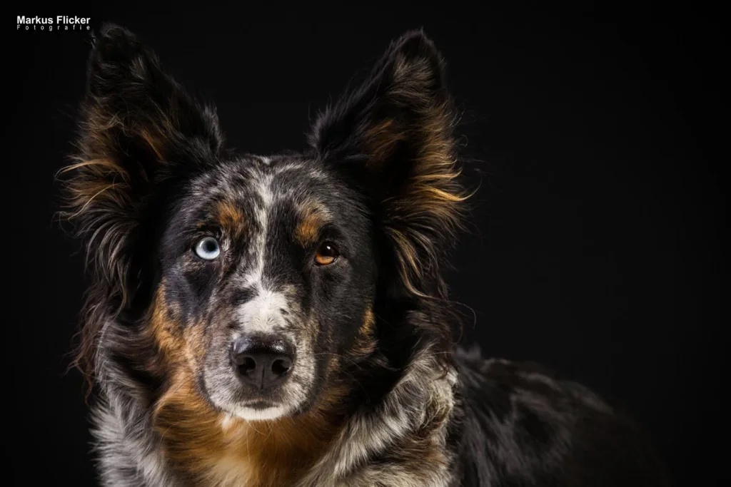 Haustiere in Szene setzen für DIY Fotografie. Kreative DIY-Fotografie – Zuhause, in der Stadt und in der Natur inkl. 37 kreative Tipps & Tricks Tiervideos mit dem Smartphone für dein liebstes Haustier oder den professionellen Einsatz. Fotografieren und Filmen mit dem Smartphone für Fotos und Videos: Smartphone-Fotografie: Profi-Tipps mit dem Handy für Freizeit, Hobby und Business