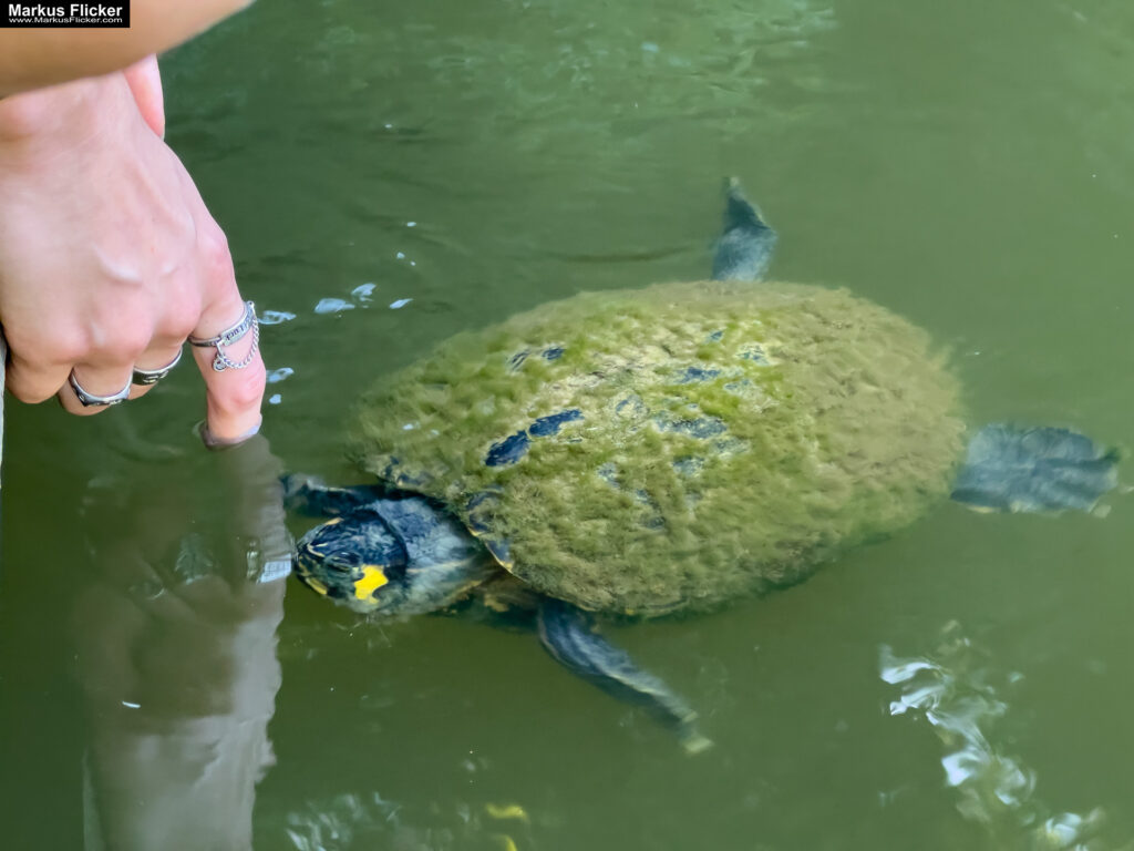 Arkade trije ribniki Maribor Mestni Park Slowenien #visitmaribor #visitslovenia Stadtpark