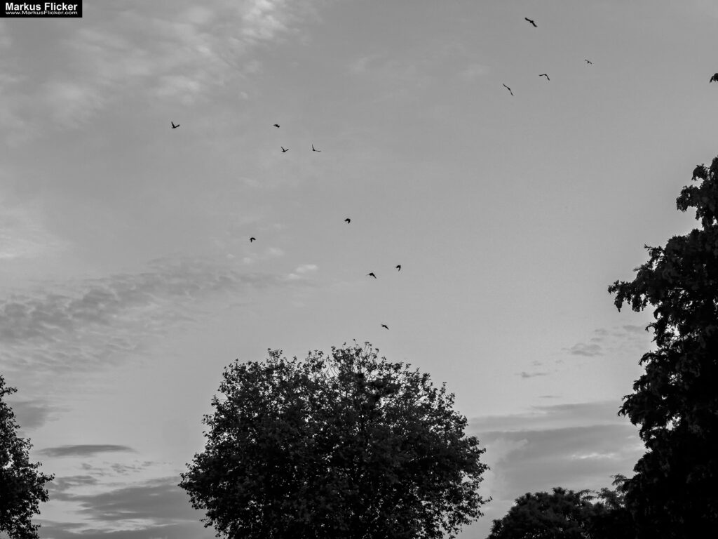 Streetfotografie im Sommer mit Kamera und Smartphone inkl. 10 Motive. Fotografieren und Filmen mit dem Smartphone: Bessere Fotos und Videos mit dem Handy für Freizeit, Hobby und Business