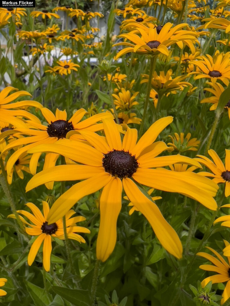 3 Tage Kreativ Comic, Acryl, Skulpturen aus Ytong und Draht, Specksteintiere und Handyfotografie Kinder Kunstprogramm Malwerkstatt Martina Brandl Steiermark Österreich