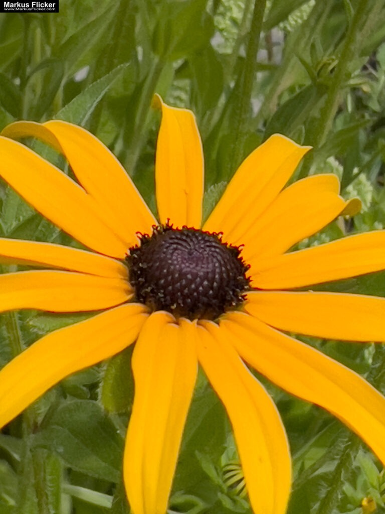 3 Tage Kreativ Comic, Acryl, Skulpturen aus Ytong und Draht, Specksteintiere und Handyfotografie Kinder Kunstprogramm Malwerkstatt Martina Brandl Steiermark Österreich