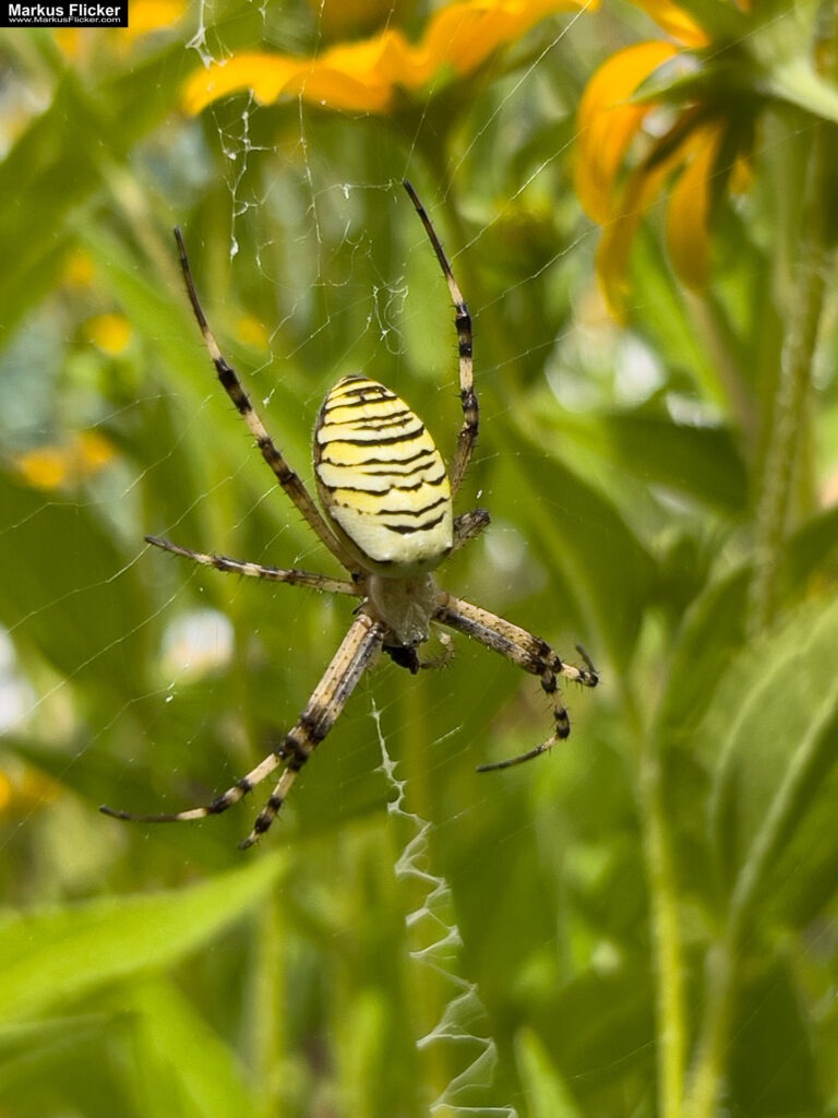 3 Tage Kreativ Comic, Acryl, Skulpturen aus Ytong und Draht, Specksteintiere und Handyfotografie Kinder Kunstprogramm Malwerkstatt Martina Brandl Steiermark Österreich