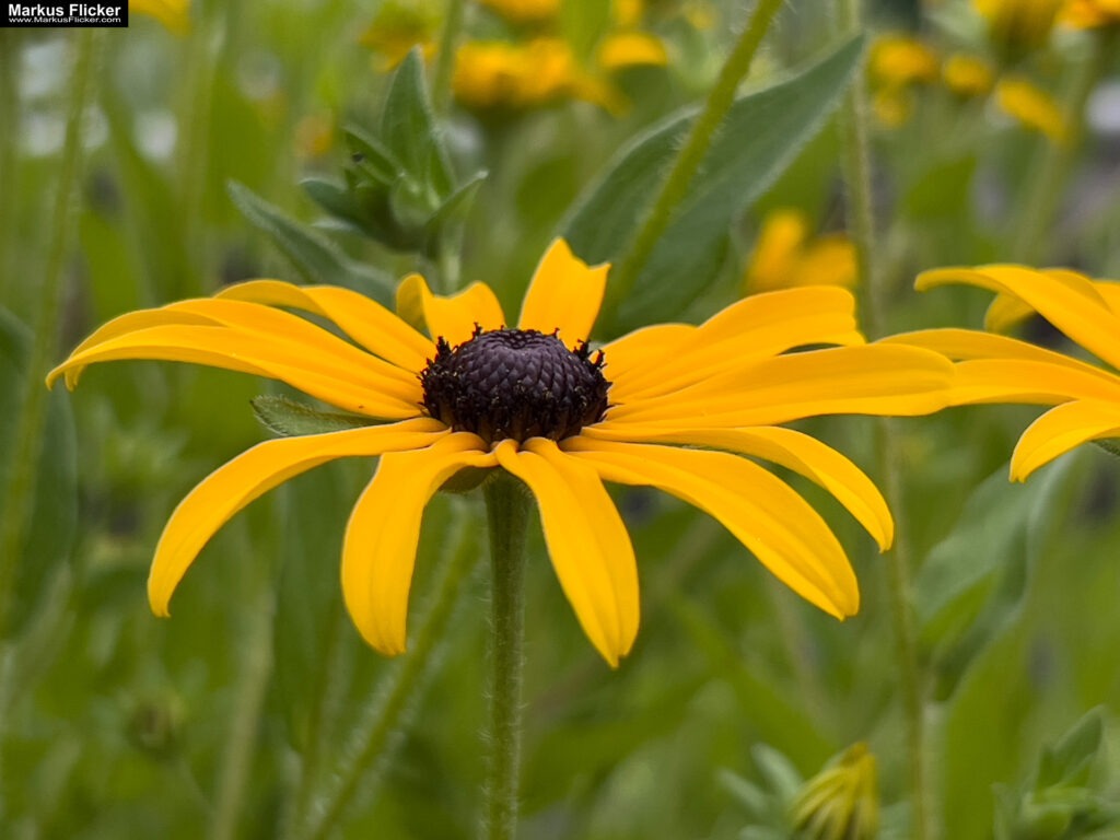 3 Tage Kreativ Comic, Acryl, Skulpturen aus Ytong und Draht, Specksteintiere und Handyfotografie Kinder Kunstprogramm Malwerkstatt Martina Brandl Steiermark Österreich