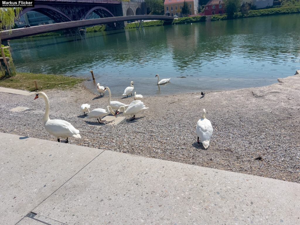 Maribor Marburg an der Drau Drava in Slowenien Roadtrip Städtereise #ifeelsLOVEnia #visitmaribor inkl. 37 Reisetipps. Roadtrip in Europa. Reisen mit dem Auto innerhalb der EU. Citytrips, Camping, Landschaft, Rundfahrt mit dem PKW, romantische Städte und Urlaubsinspiration