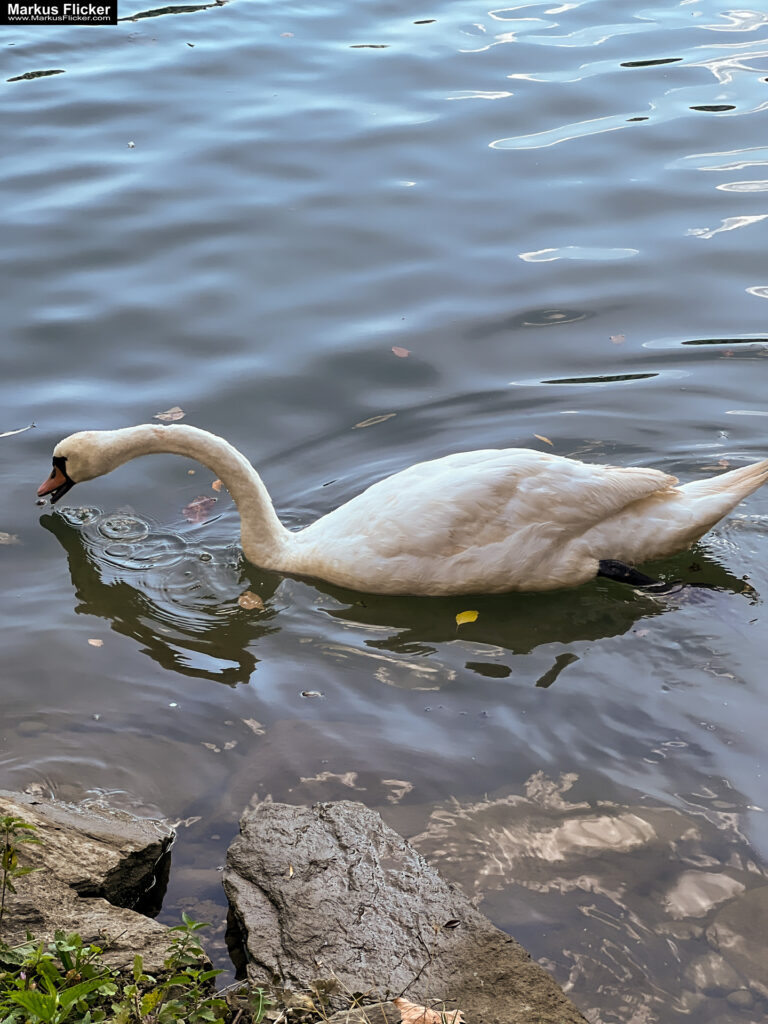 Roadtrip in Europa: Reisen mit dem Auto innerhalb der EU. Citytrips, Camping, Landschaft, Rundfahrt mit dem PKW, romantische Städte und Urlaubsinspiration. Buch von Markus Flicker Maribor Marburg an der Drau Drava in Slowenien Roadtrip Städtereise #ifeelsLOVEnia #visitmaribor inkl. 37 Reisetipps. Roadtrip in Europa. Reisen mit dem Auto innerhalb der EU. Citytrips, Camping, Landschaft, Rundfahrt mit dem PKW, romantische Städte und Urlaubsinspiration