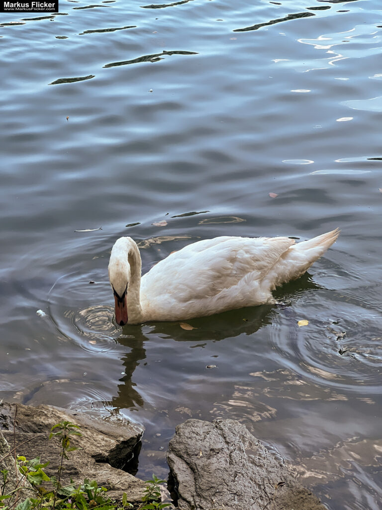 Maribor Marburg an der Drau Drava in Slowenien Roadtrip Städtereise #ifeelsLOVEnia #visitmaribor inkl. 37 Reisetipps. Roadtrip in Europa. Reisen mit dem Auto innerhalb der EU. Citytrips, Camping, Landschaft, Rundfahrt mit dem PKW, romantische Städte und Urlaubsinspiration