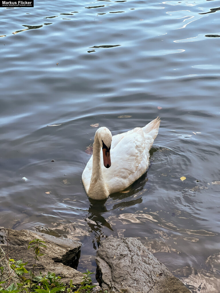 Roadtrip in Europa: Reisen mit dem Auto innerhalb der EU. Citytrips, Camping, Landschaft, Rundfahrt mit dem PKW, romantische Städte und Urlaubsinspiration. Buch von Markus Flicker Maribor Marburg an der Drau Drava in Slowenien Roadtrip Städtereise #ifeelsLOVEnia #visitmaribor inkl. 37 Reisetipps. Roadtrip in Europa. Reisen mit dem Auto innerhalb der EU. Citytrips, Camping, Landschaft, Rundfahrt mit dem PKW, romantische Städte und Urlaubsinspiration