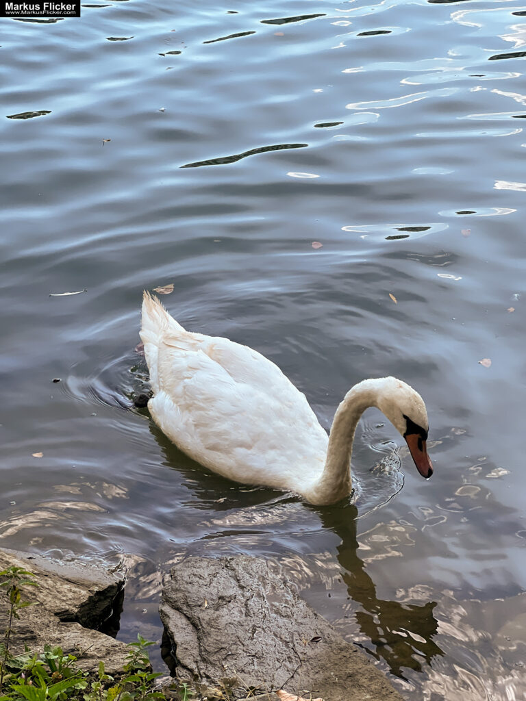 Maribor Marburg an der Drau Drava in Slowenien Roadtrip Städtereise #ifeelsLOVEnia #visitmaribor inkl. 37 Reisetipps. Roadtrip in Europa. Reisen mit dem Auto innerhalb der EU. Citytrips, Camping, Landschaft, Rundfahrt mit dem PKW, romantische Städte und Urlaubsinspiration