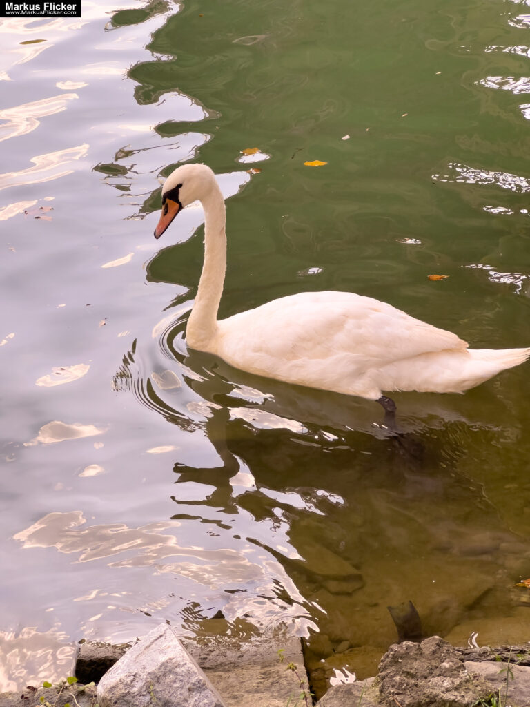 Maribor Marburg an der Drau Drava in Slowenien Roadtrip Städtereise #ifeelsLOVEnia #visitmaribor inkl. 37 Reisetipps. Roadtrip in Europa. Reisen mit dem Auto innerhalb der EU. Citytrips, Camping, Landschaft, Rundfahrt mit dem PKW, romantische Städte und Urlaubsinspiration