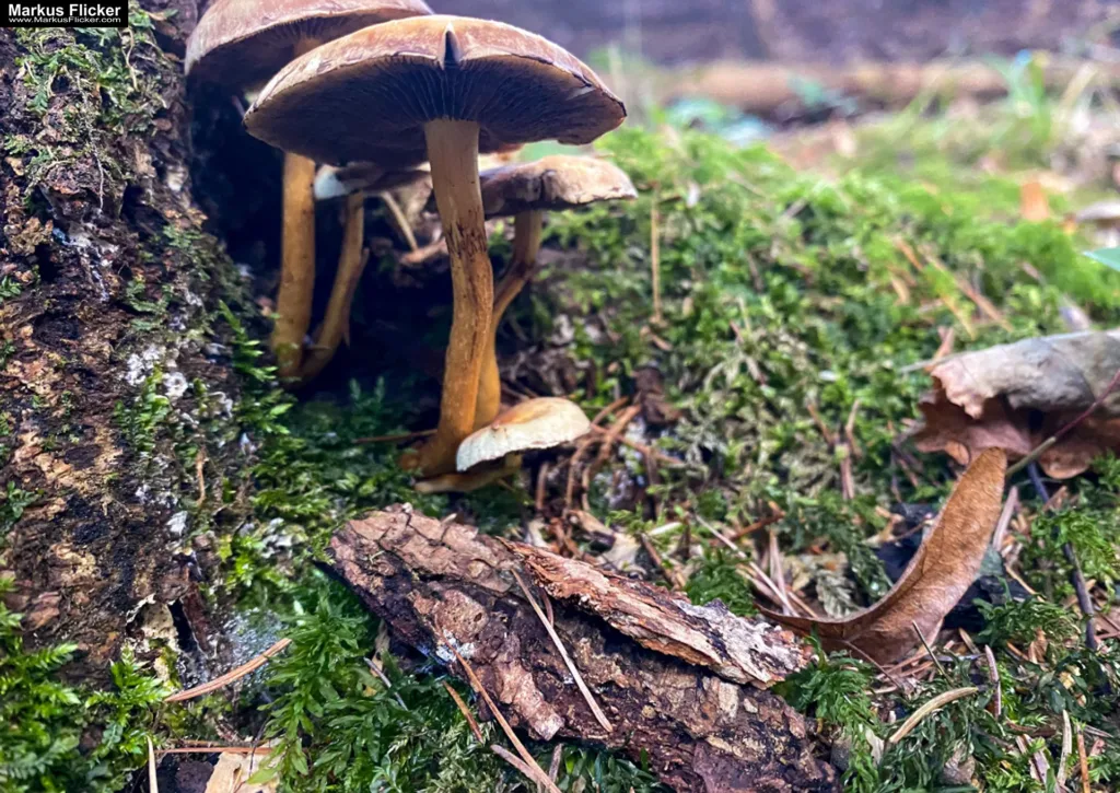 Besser Fotografieren und Filme Machen mit dem Smartphone: Ein Leitfaden für Anfänger und Fortgeschrittene. Kreativ Fotografieren und Filmen mit Smartphone und Kamera für Fotos und Videos. Entdecke die Smartphone-Fotografie: Profi-Tipps mit Handy und Digitalkamera für Freizeit, Hobby und Business Mobile Videography Photography