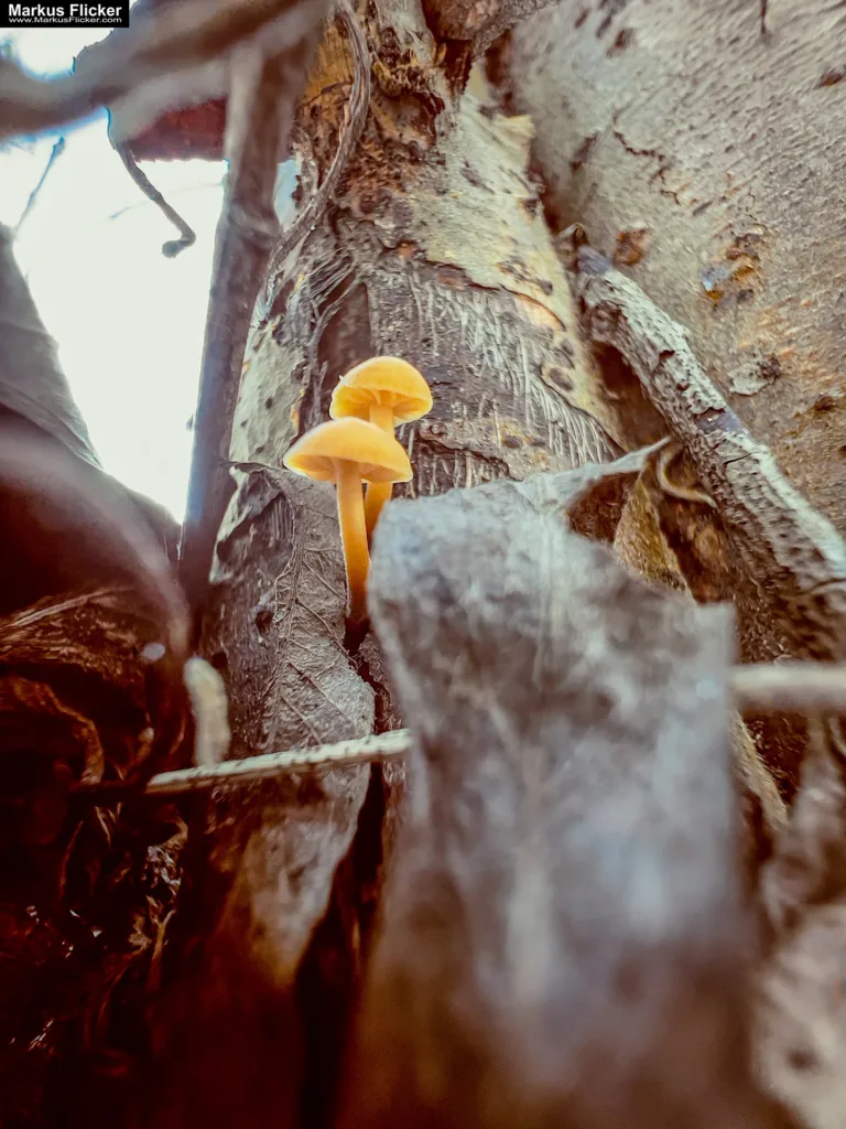 Besser Fotografieren und Filme Machen mit dem Smartphone: Ein Leitfaden für Anfänger und Fortgeschrittene. Kreativ Fotografieren und Filmen mit Smartphone und Kamera für Fotos und Videos. Entdecke die Smartphone-Fotografie: Profi-Tipps mit Handy und Digitalkamera für Freizeit, Hobby und Business Mobile Videography Photography