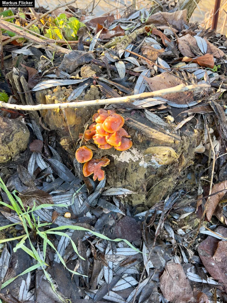 Besser Fotografieren und Filme Machen mit dem Smartphone: Ein Leitfaden für Anfänger und Fortgeschrittene. Kreativ Fotografieren und Filmen mit Smartphone und Kamera für Fotos und Videos. Entdecke die Smartphone-Fotografie: Profi-Tipps mit Handy und Digitalkamera für Freizeit, Hobby und Business Mobile Videography Photography