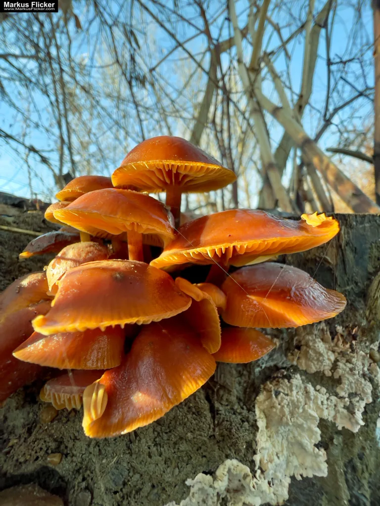 Besser Fotografieren und Filme Machen mit dem Smartphone: Ein Leitfaden für Anfänger und Fortgeschrittene. Kreativ Fotografieren und Filmen mit Smartphone und Kamera für Fotos und Videos. Entdecke die Smartphone-Fotografie: Profi-Tipps mit Handy und Digitalkamera für Freizeit, Hobby und Business Mobile Videography Photography