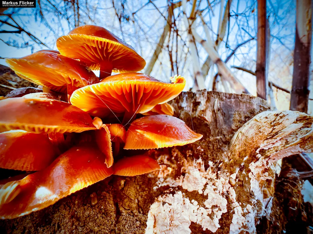 Besser Fotografieren und Filme Machen mit dem Smartphone: Ein Leitfaden für Anfänger und Fortgeschrittene. Kreativ Fotografieren und Filmen mit Smartphone und Kamera für Fotos und Videos. Entdecke die Smartphone-Fotografie: Profi-Tipps mit Handy und Digitalkamera für Freizeit, Hobby und Business Mobile Videography Photography