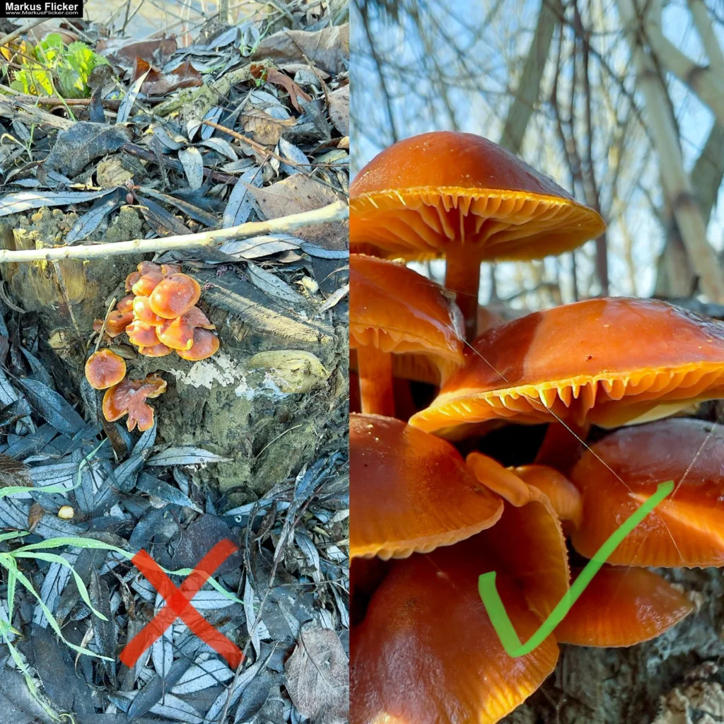 Besser Fotografieren und Filme Machen mit dem Smartphone: Ein Leitfaden für Anfänger und Fortgeschrittene. Kreativ Fotografieren und Filmen mit Smartphone und Kamera für Fotos und Videos. Entdecke die Smartphone-Fotografie: Profi-Tipps mit Handy und Digitalkamera für Freizeit, Hobby und Business Mobile Videography Photography