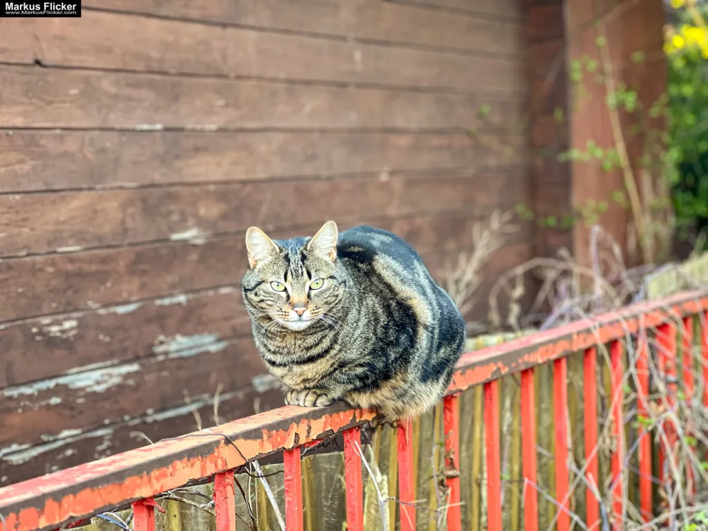 Gegen zwei Mitbewerber hast du online niemals eine Chance! Kinder und Katzen! Wie du im Online-Wettbewerb bestehst. Wie werde ich im Internet sichtbar?!: Starte mit Social Media für Erfolg durch deinen Online Auftritt und mehr Sichtbarkeit