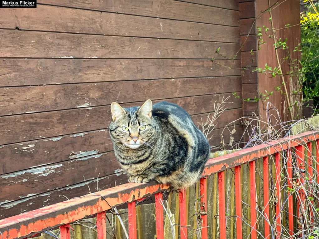 Gegen zwei Mitbewerber hast du online niemals eine Chance! Kinder und Katzen! Wie du im Online-Wettbewerb bestehst. Wie werde ich im Internet sichtbar?!: Starte mit Social Media für Erfolg durch deinen Online Auftritt und mehr Sichtbarkeit
