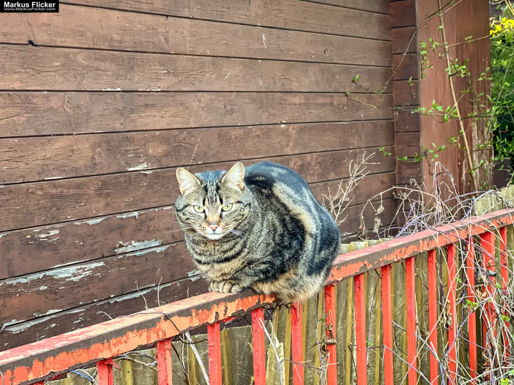 Gegen zwei Mitbewerber hast du online niemals eine Chance! Kinder und Katzen! Wie du im Online-Wettbewerb bestehst. Wie werde ich im Internet sichtbar?!: Starte mit Social Media für Erfolg durch deinen Online Auftritt und mehr Sichtbarkeit
