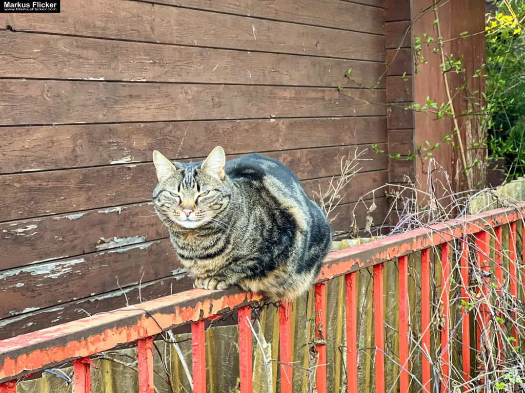 Gegen zwei Mitbewerber hast du online niemals eine Chance! Kinder und Katzen! Wie du im Online-Wettbewerb bestehst. Wie werde ich im Internet sichtbar?!: Starte mit Social Media für Erfolg durch deinen Online Auftritt und mehr Sichtbarkeit