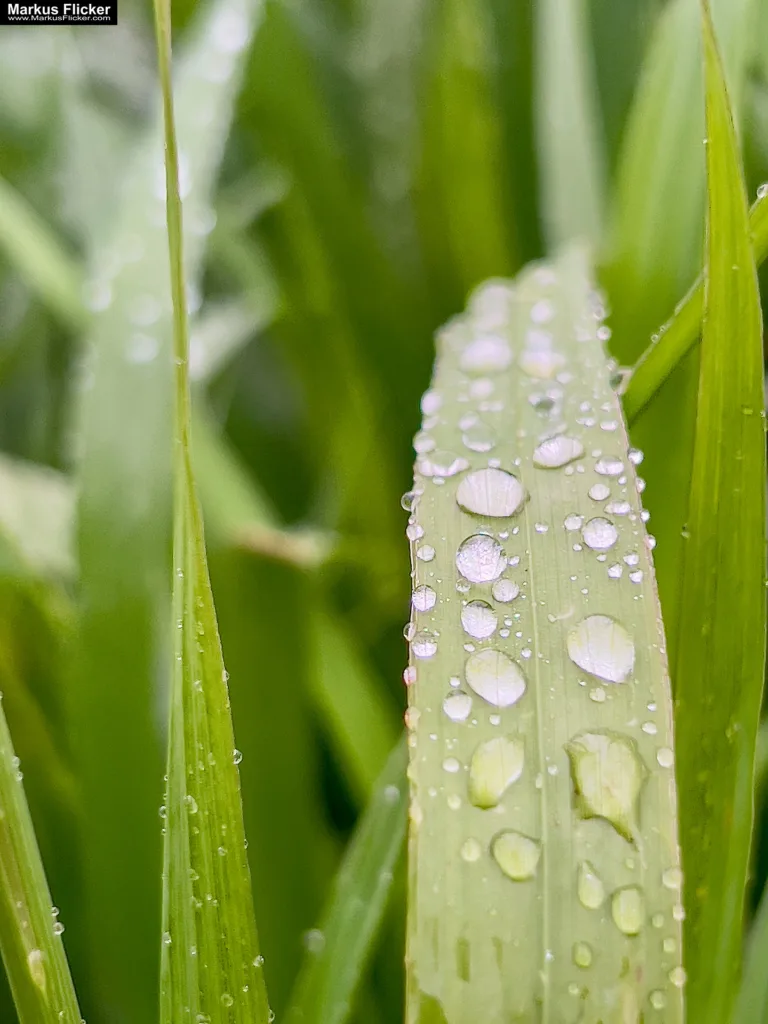 Makrozauber: Feine Details mit der Smartphone-Kamera einfangen. Kreative Perspektiven und Bildkomposition: Tipps, Tricks und Inspirationen.