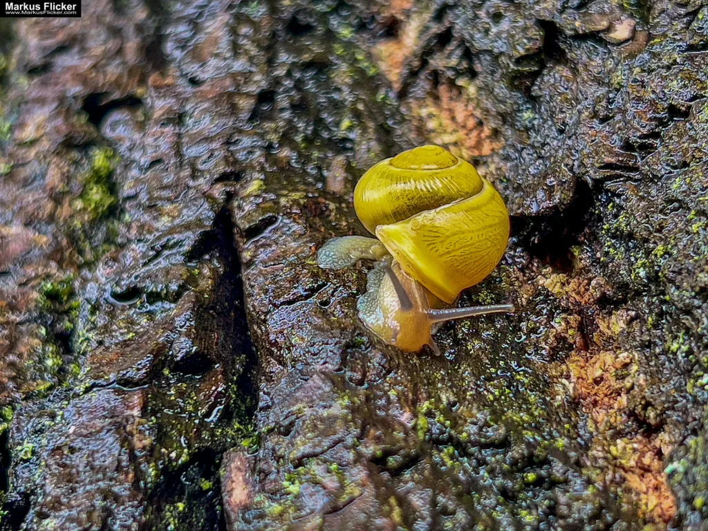 Makrozauber: Feine Details mit der Smartphone-Kamera einfangen. Kreative Perspektiven und Bildkomposition: Tipps, Tricks und Inspirationen.