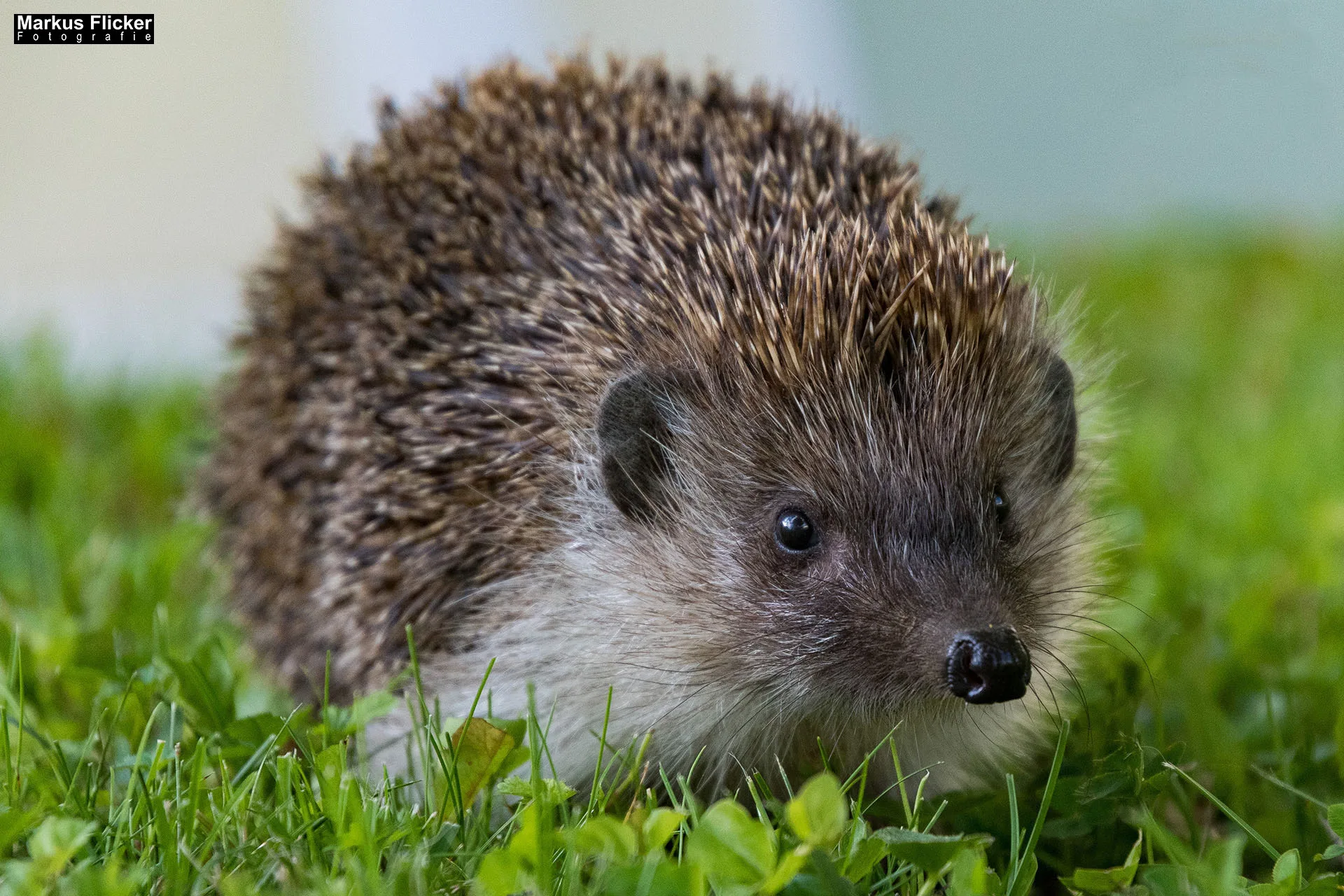 Die Abenteuer des kleinen Igels Max am Bauernhof. 20 Spannende und lehrreiche Kindergeschichten am Bauernhof. Tierische Geschichten voller Mut und Freundschaft. Erzählungen von Entdeckern und Freunden. Abenteuer und Freundschaften in der Tierwelt
