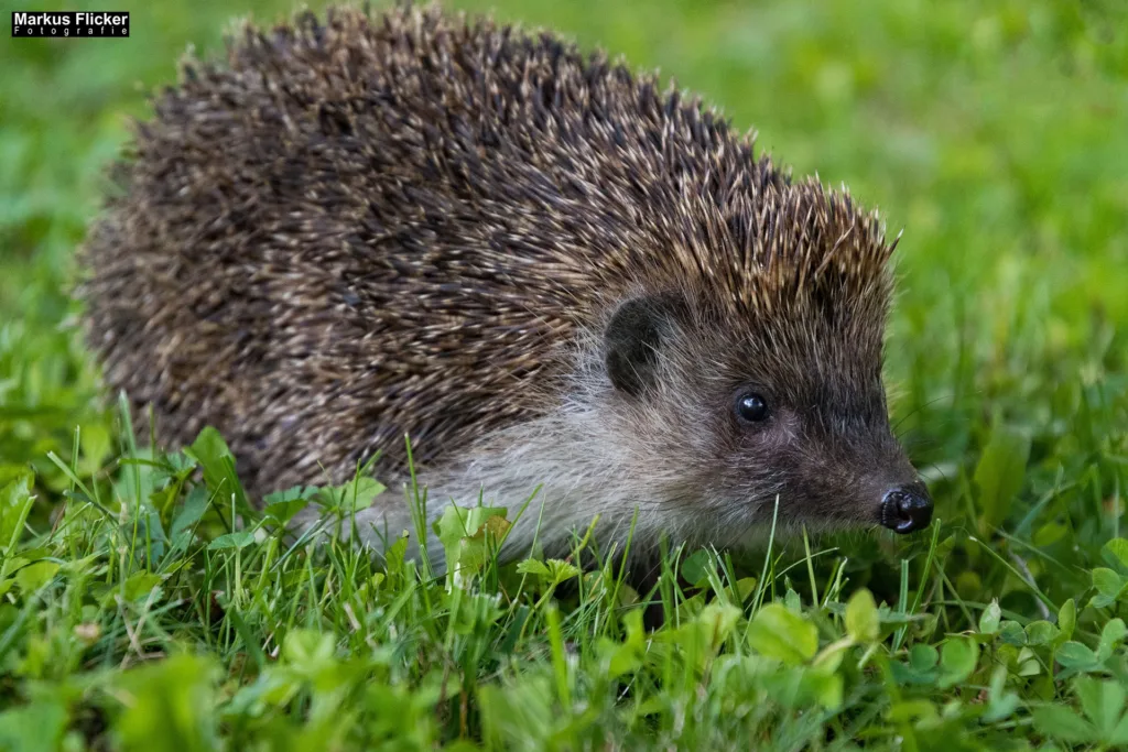 Die Abenteuer des kleinen Igels Max am Bauernhof. 20 Spannende und lehrreiche Kindergeschichten am Bauernhof. Tierische Geschichten voller Mut und Freundschaft. Erzählungen von Entdeckern und Freunden. Abenteuer und Freundschaften in der Tierwelt Die Abenteuer des kleinen Igels Max am Bauernhof. 20 Spannende und lehrreiche Kindergeschichten am Bauernhof. Tierische Geschichten voller Mut und Freundschaft. Erzählungen von Entdeckern und Freunden. Abenteuer und Freundschaften in der Tierwelt