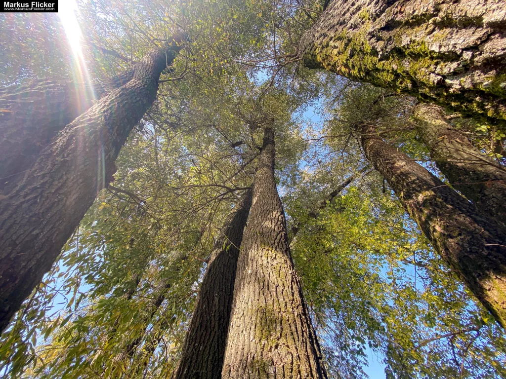 Entdecke die Kreativität: Wie man mit Weitwinkel-Objektiven und Smartphones beeindruckende Fotos und Videos aufnimmt. Kreative Fotografie, Videos und Bildideen mit dem Smartphone. Fotografieren und Filmen mit dem Smartphone: Bessere Fotos und Videos mit dem Handy für Freizeit, Hobby und Business