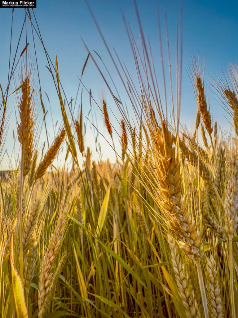 Entdecke die Kreativität: Wie man mit Weitwinkel-Objektiven und Smartphones beeindruckende Fotos und Videos aufnimmt. Kreative Fotografie, Videos und Bildideen mit dem Smartphone. Fotografieren und Filmen mit dem Smartphone: Bessere Fotos und Videos mit dem Handy für Freizeit, Hobby und Business