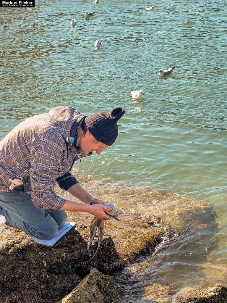 Möwen an der Adria am Meer mit dem Smartphone in Slowenien Izola Isola fotografieren und filmen. Fotografieren und Filmen mit dem Smartphone: Bessere Fotos und Videos mit dem Handy für Freizeit, Hobby und Business