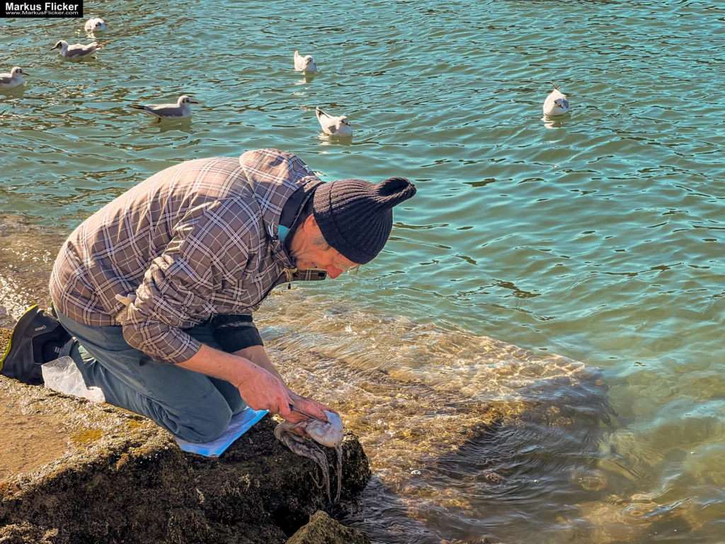 Möwen an der Adria am Meer mit dem Smartphone in Slowenien Izola Isola fotografieren und filmen. Fotografieren und Filmen mit dem Smartphone: Bessere Fotos und Videos mit dem Handy für Freizeit, Hobby und Business