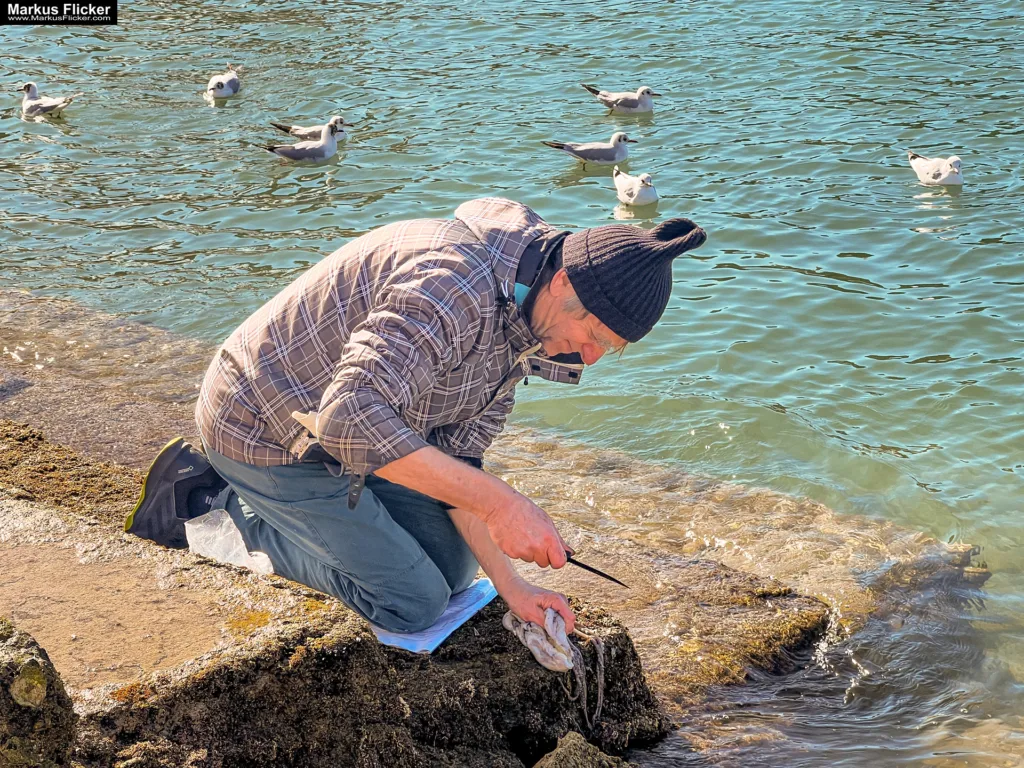 Möwen an der Adria am Meer mit dem Smartphone in Slowenien Izola Isola fotografieren und filmen. Fotografieren und Filmen mit dem Smartphone: Bessere Fotos und Videos mit dem Handy für Freizeit, Hobby und Business