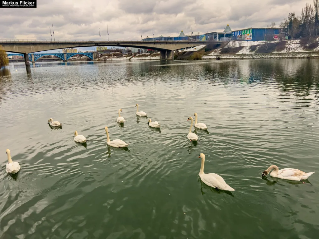 Schwäne in Maribor an der Drava für Foto und Video Marburg Drau #visitmaribor