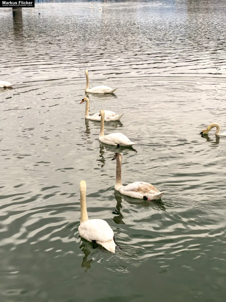 Schwäne in Maribor an der Drava für Foto und Video Marburg Drau #visitmaribor