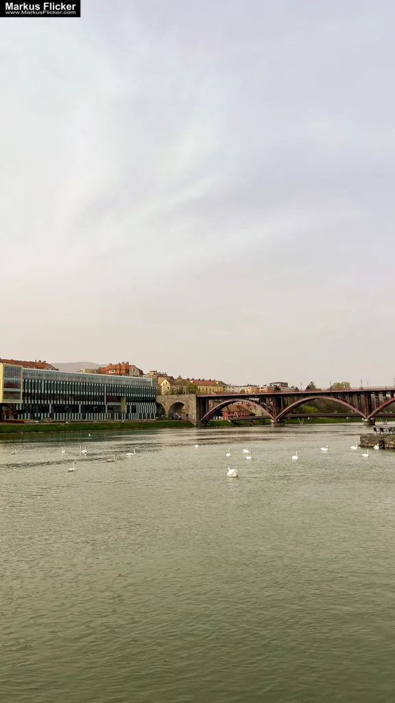 Schwäne in Maribor an der Drau – Ein faszinierendes Motiv für Fotografie und Film