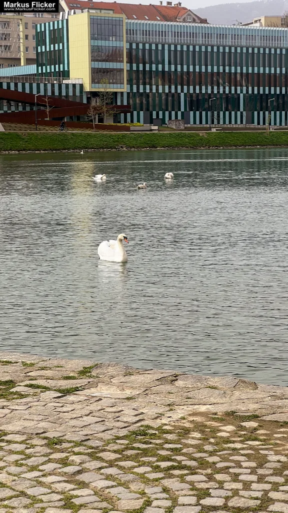 Schwäne in Maribor an der Drau – Ein faszinierendes Motiv für Fotografie und Film